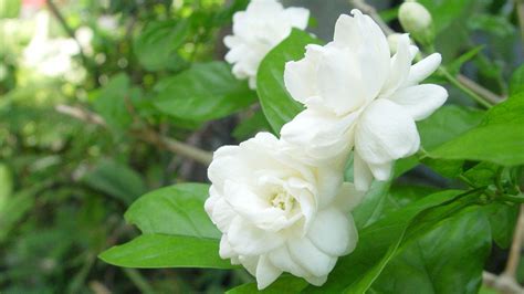 Jasmine Flower Wallpapers - Top Free Jasmine Flower Backgrounds - WallpaperAccess