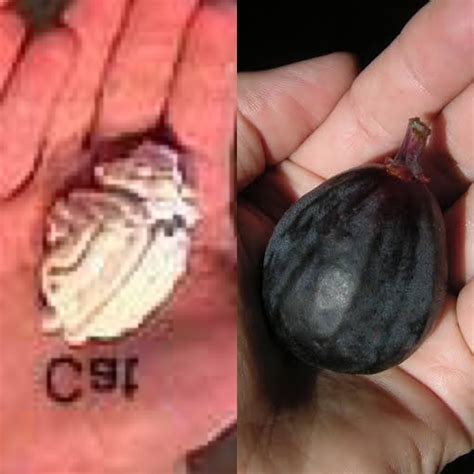 Cat Brain Size