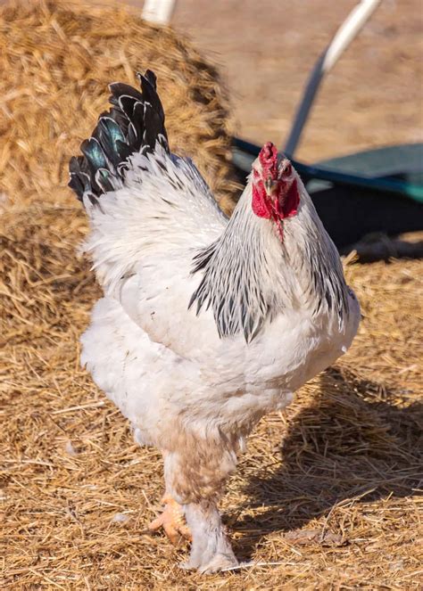 The Top 14 Most Expensive Chicken Breeds