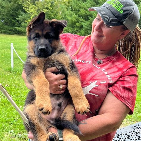 German Shepherd Puppies For Sale Near Me