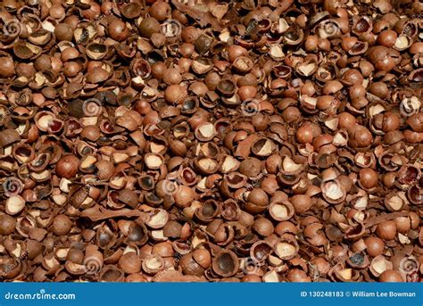Macadamia Nut Shells stock image. Image of tropical - 130248183