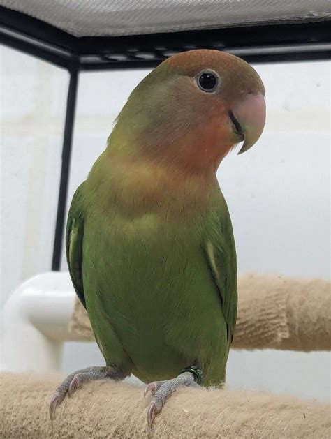Peach Faced Lovebird