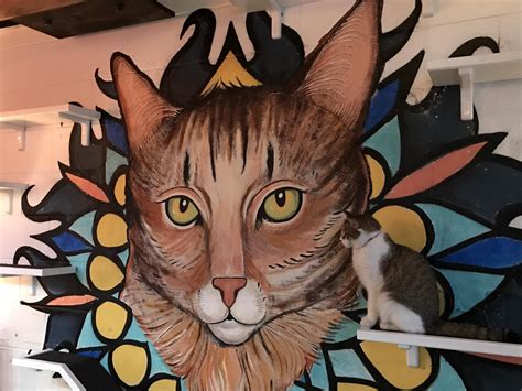 OK, the new cat cafe in Grant Park, Java Cats, is pretty dang fun. : r ...