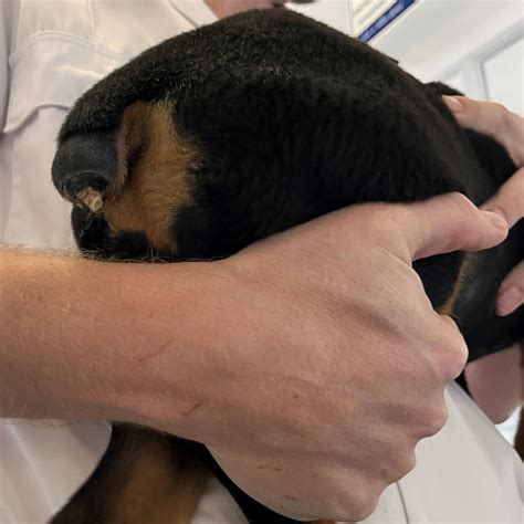 Puppy on Death's Door After Tail Docking • Cape of Good Hope SPCA