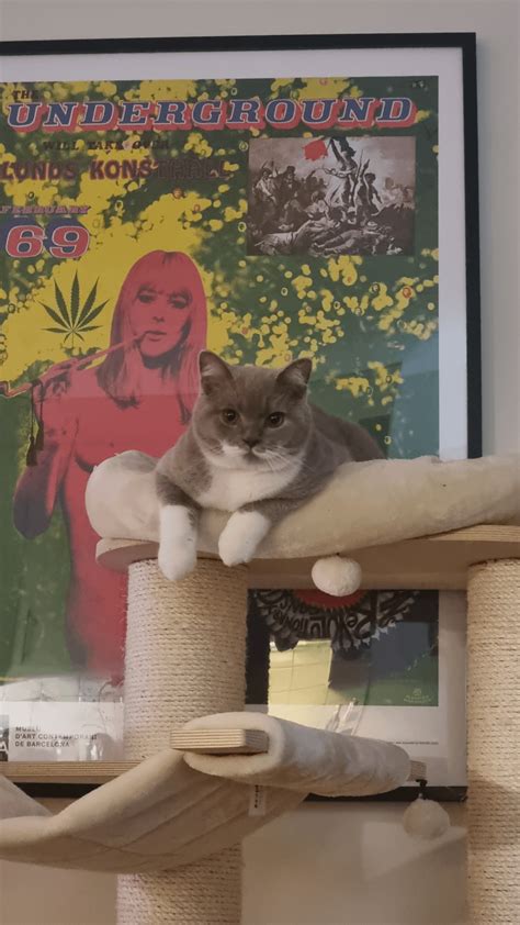 Tetsu, 6 months today!! ♡ : r/britishshorthair