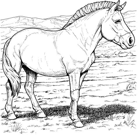 Free Horse Coloring Pages