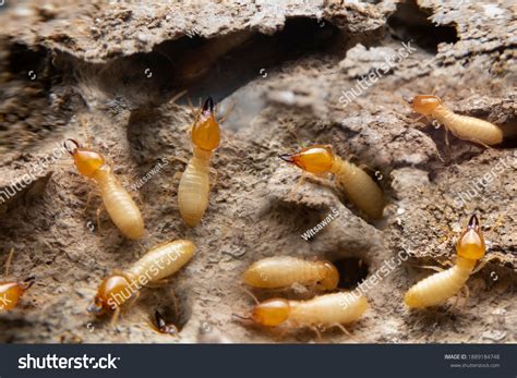 Termite Larvae Identification