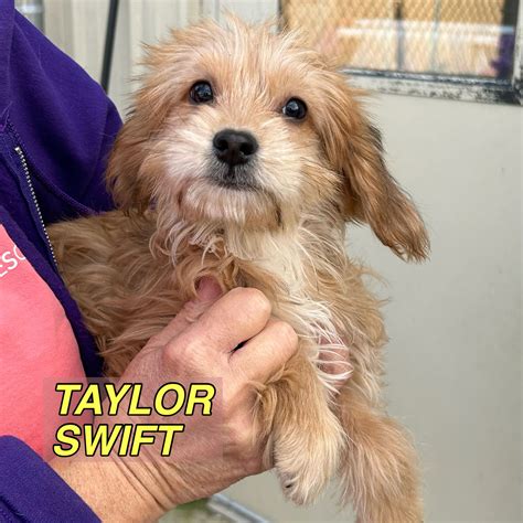Dog for Adoption - Taylor Swift (puppy version), a Poodle (unknown type ...