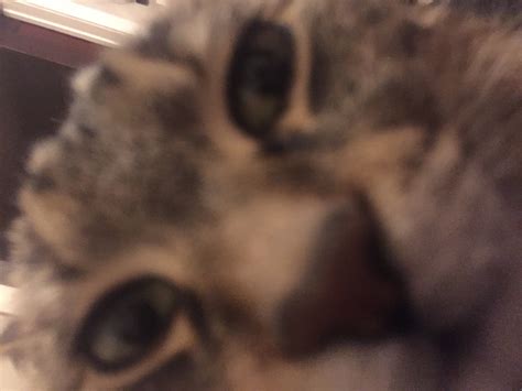 Cat stare Meme Generator