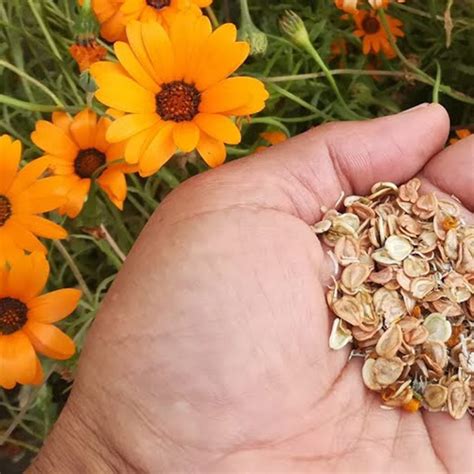 50 Mixed Pastel African Daisy Seeds - Welldales