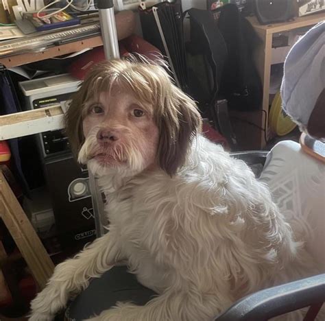 A dog has got, sort of, human eyes : r/rickygervais