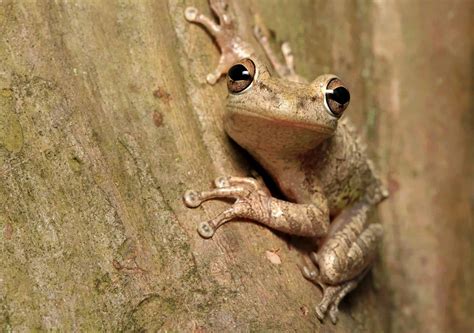 Discover 12 Invasive Species In Florida - A-Z Animals