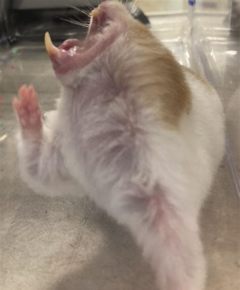 New picture when pet parents ask if hamsters bite! : r/petsmart