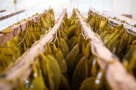 Kelp at the Crossroads: Should Seaweed Farming Be Better Regulated ...