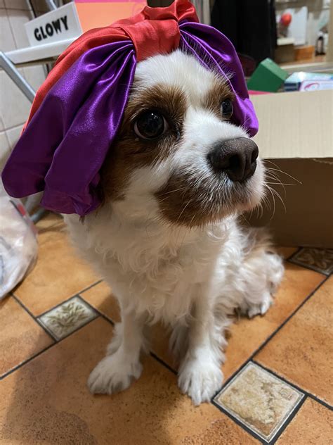 Laylaa Draya on Twitter: "#HappyInternationalDogDay to my babies! I strive to be this cute one ...