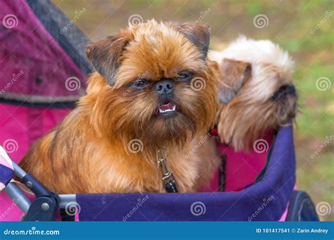 Griffon Brussels Petit Brabancon Dog Stock Photography | CartoonDealer ...