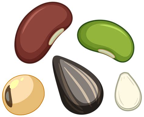 Bean Seed Clipart