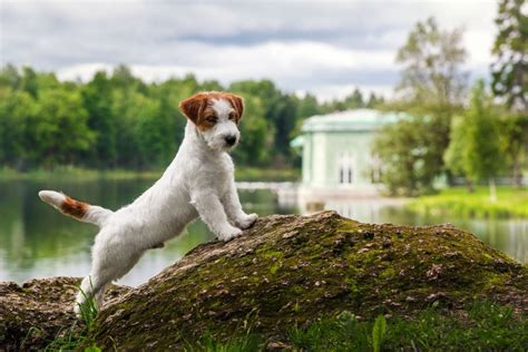 Jack Russell Lifespan: How Long Do Jack Russells Live?