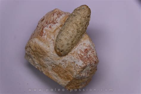 Equicalastrobus upper Eocene Western Sahara, rio del oro Region of ...