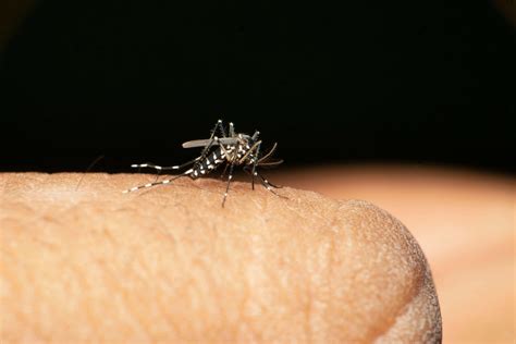 World’s largest mosquito factory to protect millions from deadly ‘break-bone fever’ | The ...