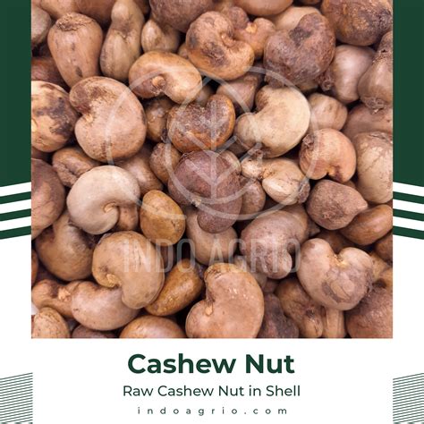 Raw Cashew Nut in Shell | Inaexport