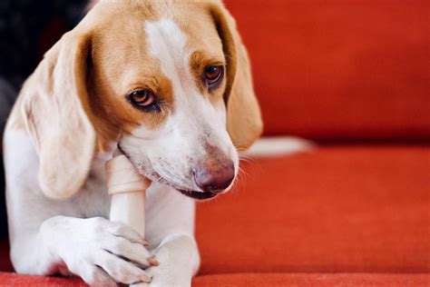 Is it safe for your dog to chew on bones? | FirstVet