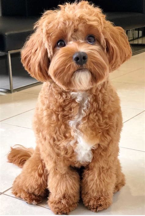 Cavapoo Adult Dog Photos