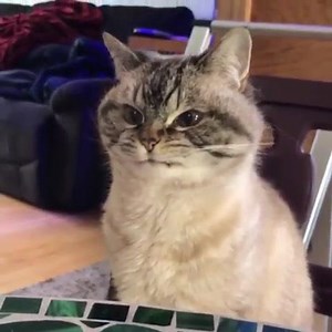 Angry face | Cats Vine