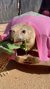 morning munchies | Caitlin and Tiptoe