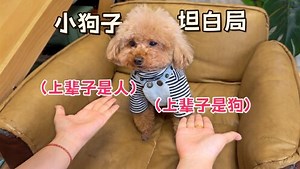 小狗狗坦白局，看看3只泰迪是怎么选择的！