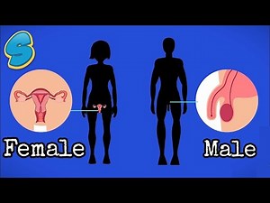 Reproductive system (በአማርኛ)