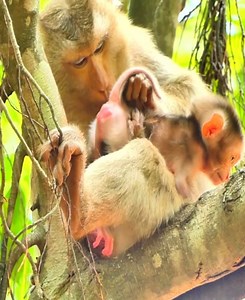 1.3K views · 21 reactions | O God! MOKEN baby cries for fear of falling When mom lacks babysitting skills in a tree #babymonkey #cutebabymonkey #adorablemonkey #cutemonkey #videomono #monkeyaction #monkey #bbmonkey #human #apes | Baby Monkey | Facebook