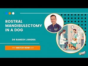 Rostral Mandibulectomy in a Dog & CT Scan Analysis | Dr Ramesh | Cessna Lifeline Veterinary Hospital