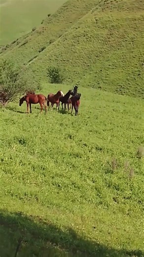 #horses facts