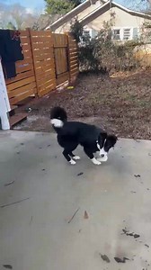 Colt - one of the border collie pups we pulled from the shelter - is coming out of his shell and really realizing he is a pup that can have fun and act like a puppy - this is what we wanted as we know they never had much socialization - we gave him some time to decompress and get a little more comfortable and now it is time to get neutered so he can get ready to find a family to call his own. #bbom #bordercolliesofinstagram #adoptdontshop | Boxer Butts & Other Mutts