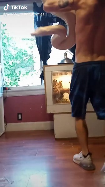 kaguya my 19ft 4 inch long lavender albino motley reticulated python she is 11 years old and a absolute beast can't wait to get this big girl's room enclosure built #reptilesoftiktok #reticulatedpython #retic #giantsnake #giantretic #lavenderalbinoreticulatedpython #lavenderalbinomotleyretic #19ftpython #murder_mitten_exotics