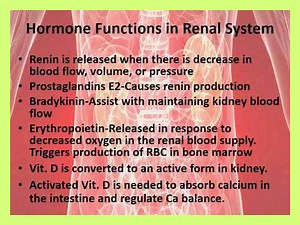 Renal and Urinary System Assessment