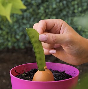 D'excellentes astuces pour cultiver les plantes ! | Brico Enfants