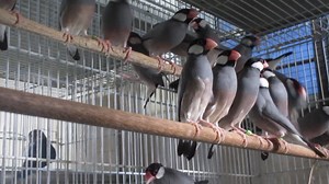 #E Java Sparrow - JS #M Pipit Java - Finch #C 文鸟 1. English Please ⬇️Scroll Down⬇️ 2. BM 📲Tatal ke Bawah Halaman 💻 3. 🌐华语🌐请点击📥往下📱查询 📩 #E Details #ForAllPetLovers - Young / Adult / Pair #Hybrid #Giant #Green #Yellow #Blue #Silver #White * In the normal form the head, nape and chin are black with white cheek patches outlined in black. The primary flight wings feathers and upper tail converts are also black. A blue-gray covers the bird's mantle, back, secondary wings, chest and rump. The bel