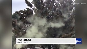 Hate pollen? This just might be your worst nightmare: | The Weather Channel