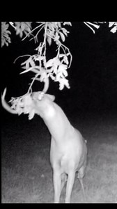 It ain't called 'Rack Rub' for no reason 📽️: (ethan_w_outdoors/IG) | Code Blue Scents