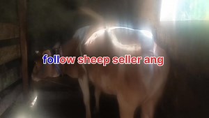 6.3K views · 96 reactions | 6005096909 Asalamualaikum hope all friends are fine ist lactation cow with male calf 7 months old is looking for new home at GANDERBAL Ai injected 2months 6 kg milk present Call him for more details 6005096909. #calf #cows #post #viralreelschallenge #viralvideochallenge Follow sheep seller ang For ADD PROMOTION CONTACT 77808 37312 Thanks to all brothers who support  ❤️   | sheep seller ang | Facebook