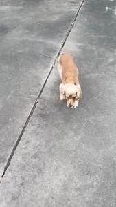 Houston Cocker Spaniel Rescue on Reels