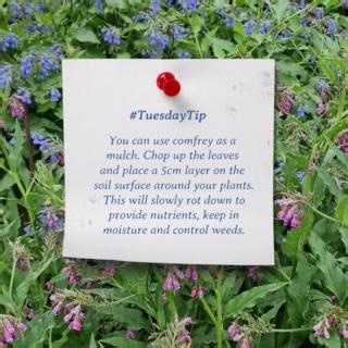 Comfrey is a must-have plant for the organic gardener. It can be made into a mulch, a plant food, and used as a compost activator. Find out more at gardenorganic.org.uk/comfrey. Or why not visit our Plant Heritage National Collection of comfrey at our organic garden in Ryton this summer to see how beautiful it is too! #GardenOrganic #OrganicGardening #OrganicGarden #organic #gyo #gardening #OrganicGrowing #nature #ClimateAction #SaveOurSoil #environmental #sustainable #comfrey #TuesdayTip | Gard