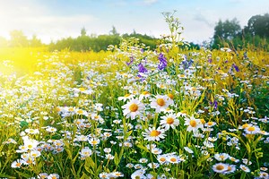 Why spring 2024 may be the greatest diva season in pop history — from Beyoncé and Taylor Swift to Billie Eilish