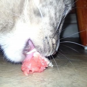 Ya...well...you should have fed me first! | The Cat Connection