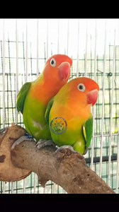 6.7K views · 89 reactions | DV Aviary Agapornis lilianae, commonly...
