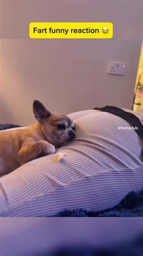 Funny Dog Fart Prank Videos