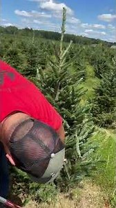 How to Basal Prune Christmas Trees