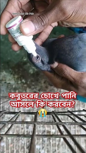 কবুতরের চোখে পানি আসলে কি করবেন?😭 #kobutor #কবুতরবাজ #কবুতর #pigeon #kabutor #kobutar #salmanspigeon